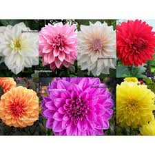 Bunga dahlia adalah jenis tanaman yang adaptif pada berbagai kondisi lingkungan. Paket 5 Umbi Bunga Dahlia Unwins Dwarf Umbi Tanaman Hias Tanaman Bunga Shopee Indonesia