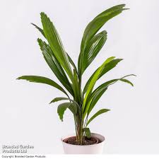 Image result for Licuala grandis