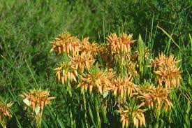 Image result for Aloe cooperi