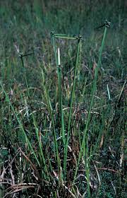 Image result for Schoenoplectiella