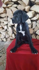There are no international adoptions, yet. Great Dane Puppy Dog For Sale In Nappanee Indiana
