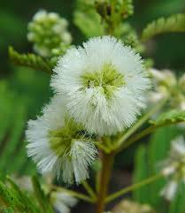 Image result for Acacia angustissima