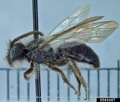 Image result for Maerua andradae