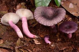 Image result for Russula sp