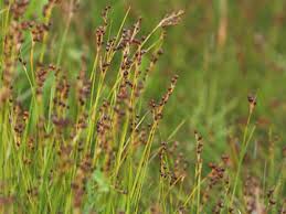 Image result for Juncus