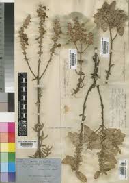 Image result for Alvesia clerodendroides