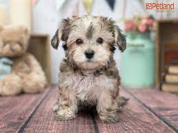 Petland Florida Has Yorkiechon Puppies For Sale Check Out All Our Available Puppies Yorkiechon Puppy Doglover Adorable Puppy Friends Puppies Dog Lovers