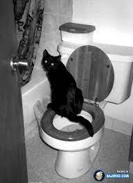 26 Pictures Of Funny Cats In Toilet Funny Cats Funny Cat Photos Cool Cats