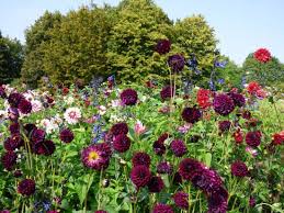 Hours, address, britzer garten reviews: Dahlienfeuer Picture Of Britzer Garten Berlin Tripadvisor