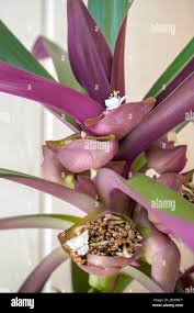 Image result for Tradescantia spathacea