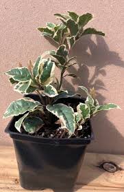 Image result for Ardisia