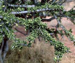 Image result for Boscia foetida