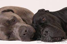 Safkan Canecorso Almankurdu Siyah Kangal Kopekleri Yavrulari Fiyatlari Genis Ve Detayli Bilgi Icin Normpet Kopekciftlig Cane Corso Labrador Yavrulari Kopek