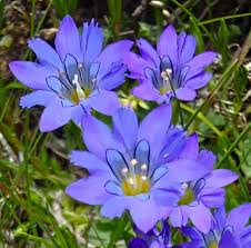 Image result for Gentianaceae