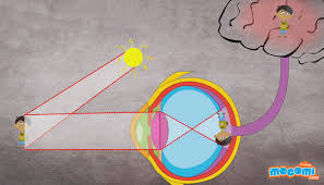 This is a gelatinous mass that fills the eye up so that it is round and can fulfill its optical purpose. How Does The Eye Work Biology For Kids Mocomi