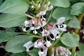 Yes, the entire plant is edible! Broad Bean Plants In Flower Variety Witkiem Manita Vicia Faba Stock Photo Picture And Royalty Free Image Image 78584187