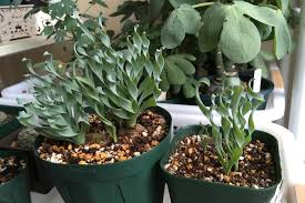 くるくるの葉がかわいい植物 アルブカの紹介 育て方 人気の種類 ゆるぷ