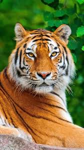 With good reason, these carnivores are the biggest in the big cat family; Tiger Big Cat Carnivore Lie Stone Fotos De Animais Selvagens Animais Selvagens Gatos Selvagens
