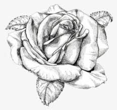 Di bagian ini anda akan menemukan. Drawing Rose Black And White Stencil Abstrak Mawar Hitam Putih Transparent Png 745x750 Free Download On Nicepng
