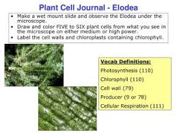 Plant cells are more complicated and exciting than you might think!this video shows you the structure of the plant cell. Ppt Plant Cell Journal Elodea Powerpoint Presentation Free Download Id 1159196
