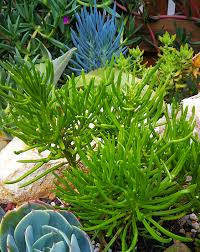 Image result for Senecio barbertonicus