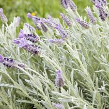 Image result for Lavandula dentata