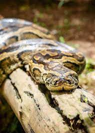 Facts About Python Sebae In Africa Python Africanrockpython Rockpython Uganda Ugands365 Snake African Largest Snake