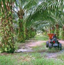 Stock analysis for sarawak oil palms bhd (sarkf) including stock price, stock chart, company news, key statistics, fundamentals and company profile. Sarawak Oil Palms To See Boost In Ffb Cpo Production Growth