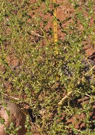 Image result for Salsola