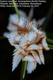 Image result for Cyperus obtusiflorus