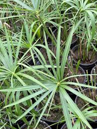 Image result for Cyperus amabilis