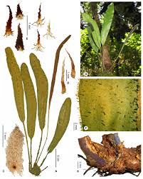 Image result for Elaphoglossum conforme