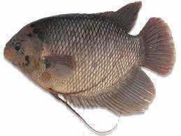 We did not find results for: Gambar Ikan Gurame Soang Porselen Terbesar Termahal