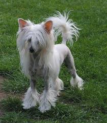 Vand Catei Caine Chinezesc Cu Creasta Chinese Crested Chinese Crested Dog Cute Dogs