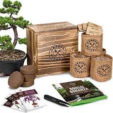 Bonsai Tree Seed Starter Kit Mini Bonsai Plant Growing Kit 4 Types Of Seeds Potting Soil Pots Pruning Shears Sc Seed Starter Kit Tree Seeds Bonsai Kit