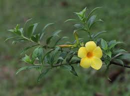 Image result for Allamanda cathartica