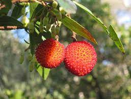 Check spelling or type a new query. Arbre Aux Fraises Plantation Taille Et Conseils D Entretien