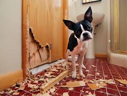 Find a banfield near you. Pet Behaviorist Dog Behavior Problems