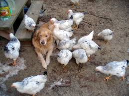 What kind of breed is ideal for egg laying in those weather conditions? Best Dog Breed Around Chickens Update Post 117 Thanks All Backyard Chickens Learn How To Raise Chickens