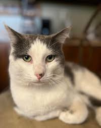 Lost cat in Beech Grove, IN, near 4th Ave and Churchman Rd