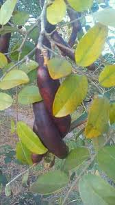 Image result for Bobgunnia madagascariensis