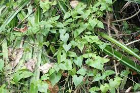 Image result for Mikania