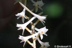 Image result for Tridactyle virgula