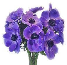 Blue Anemone Flower Blue Flowers Anemone Fresh Flowers Near Me Anemone Flower Anemone Wholesale Flowers