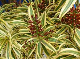 Dracena reflexa variegata como cuidar e fazer mudas! Dracena Malaia Pleomele Reflexa Fazfacil