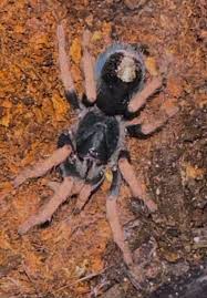 Image result for Brachystegia allenii × boehmii