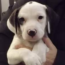 Group of cats dogs rabbit and parrot some wearing e collars #1384390. Black And White Beagle For Sale Off 74 Www Usushimd Com