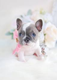Pied French Bulldog Puppies For Sale Teacup Puppies 064 A Bulldog Puppies Teacup Puppies French Bulldog Puppies