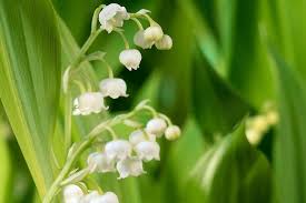 Though solomon's seal also displays white flowers, they are longer in shape. How To Plant Lily Of The Valley Bbc Gardeners World Magazine