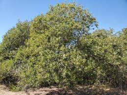 Image result for Salix